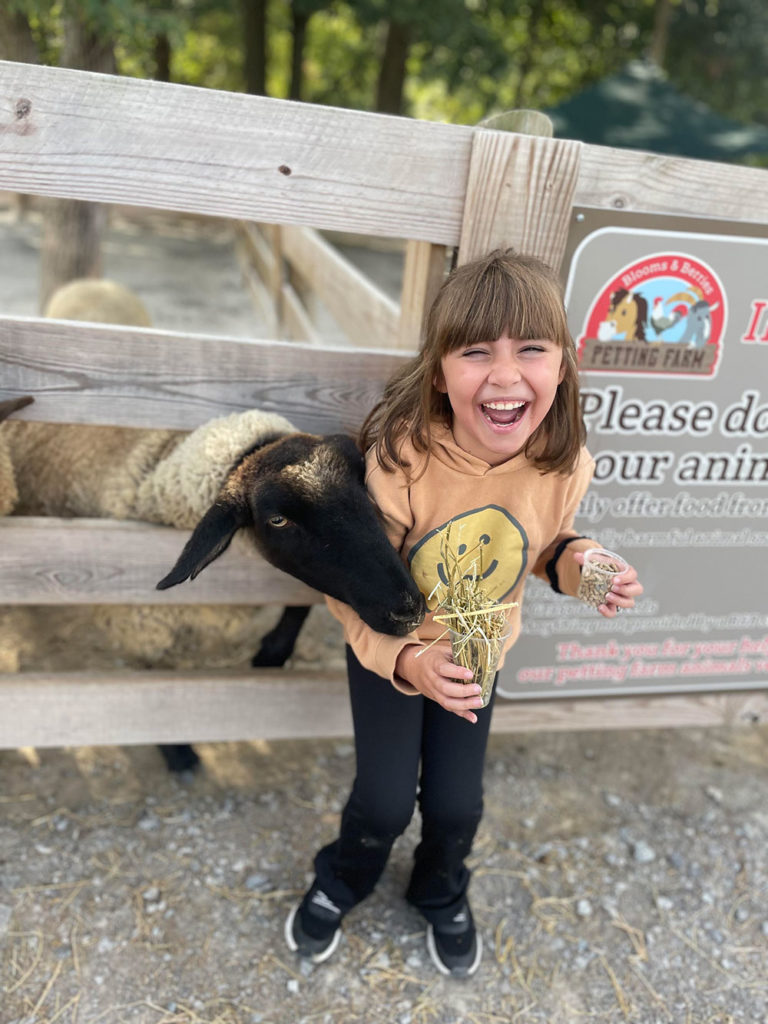 Petting farm, petting zoo, little girl feeding sheep, feed animals, pet animals