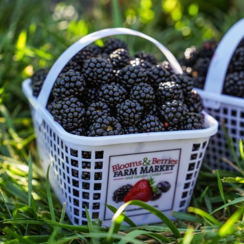 Blackberries Basket