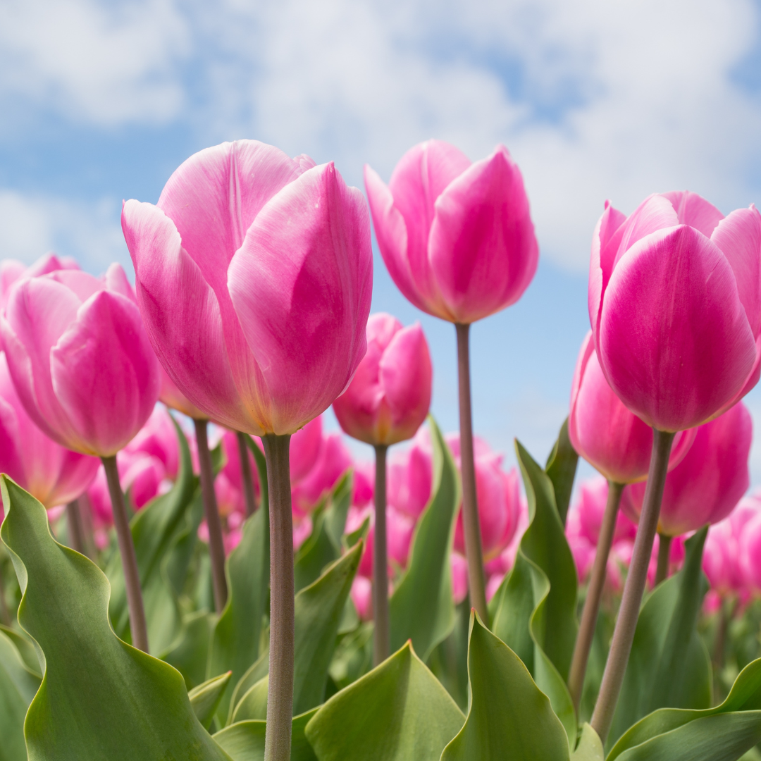 Tulip Trail at Blooms & Berries