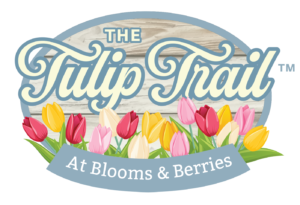 The Tulip Trail at Blooms and Berries