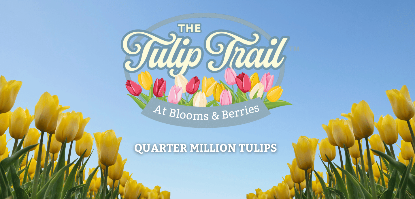 The Tulip Trail at Blooms & Berries