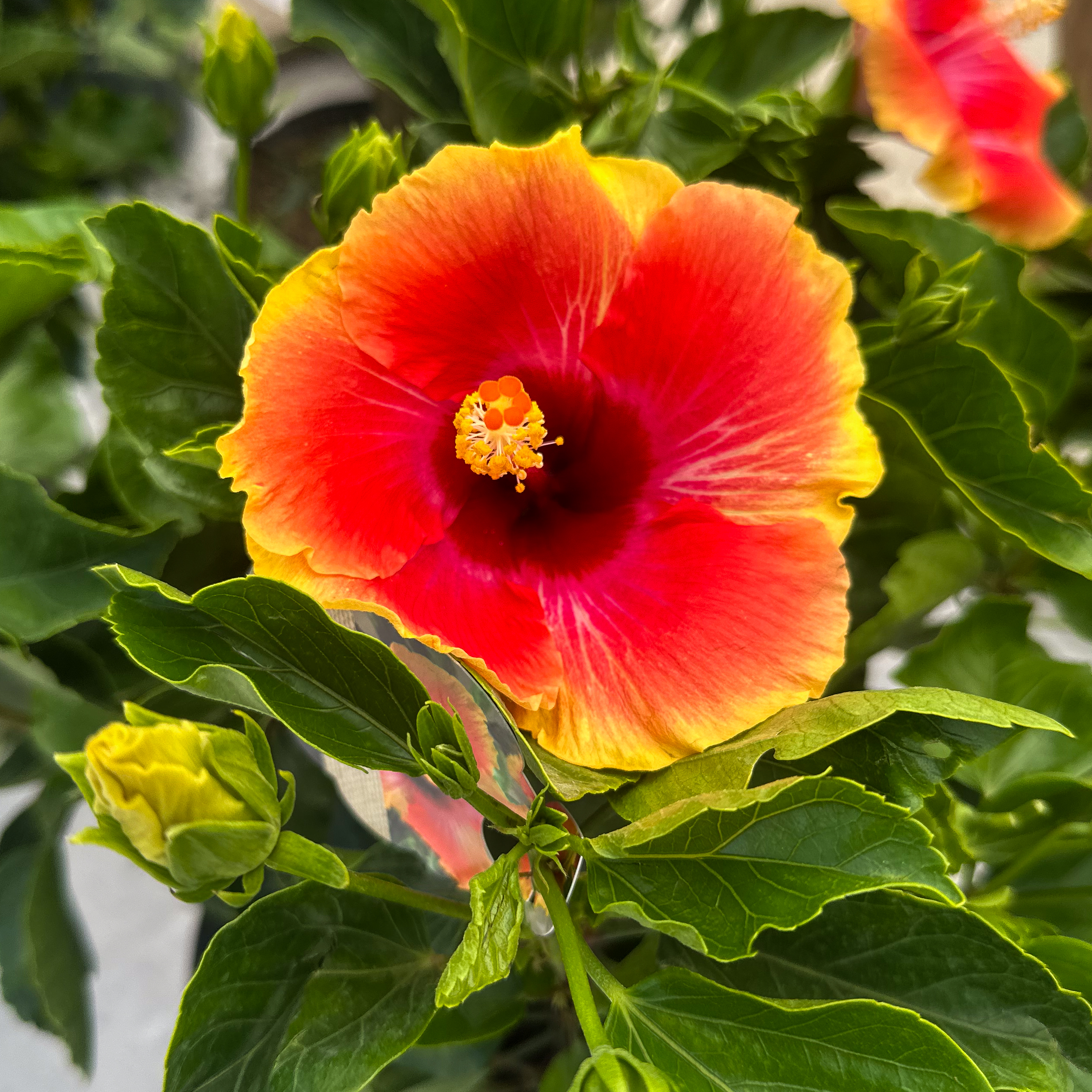 Hibiscus