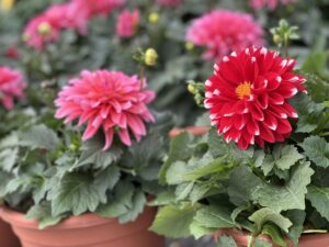 Dahlias in Loveland, OH