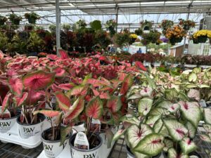 Cordyline