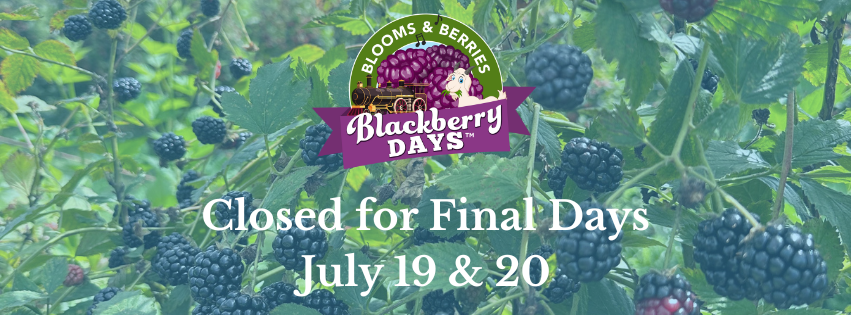 Blackberry Days Weather info (1)
