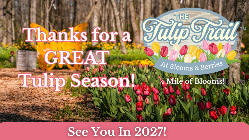 The Tulip Trail at Blooms & Berries